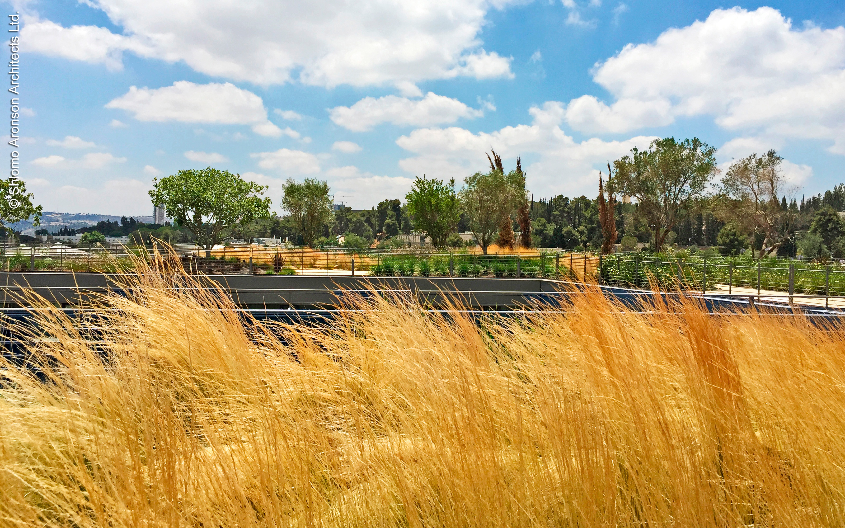 Swaying grasses add a sense of motion to the roof garden. Ornamental grasses on a roof